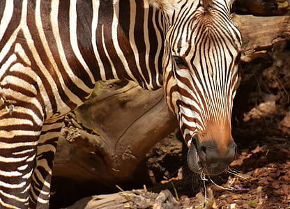 close-up photo of zebra eating grass on outdoors thumbnail