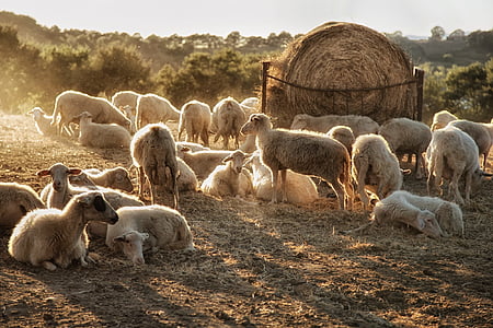 herd of sheep near hay during daytime thumbnail