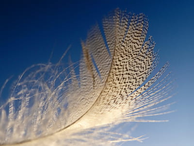 micro photography of brown feather thumbnail