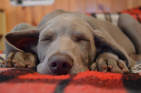 short-coated gray puppy sleeping thumbnail