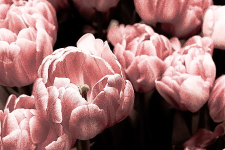 shallow photography of pink flowers thumbnail