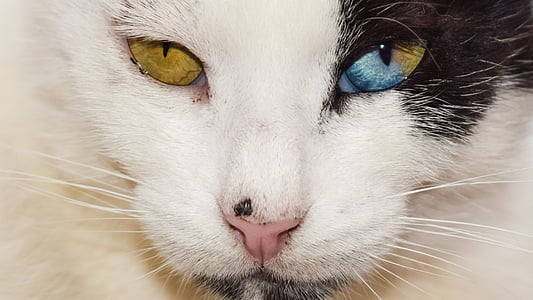 photography of white and black cat thumbnail
