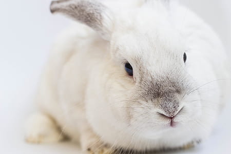 white rabbit thumbnail
