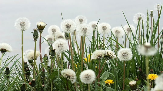 white dandelions thumbnail