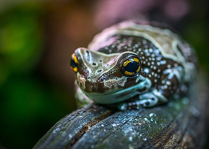 selective focus photo of brown and green frog thumbnail