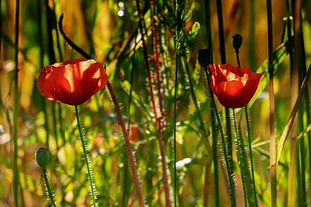 closeup photo of red tulips flowers thumbnail