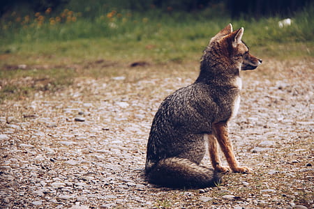 fox sitting on the ground thumbnail