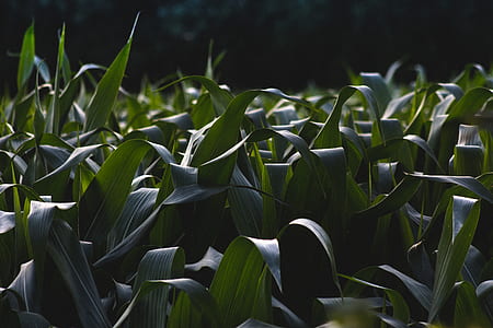 green leafed plants thumbnail