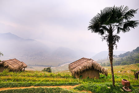 two brown nipa hut houses near palm trees thumbnail
