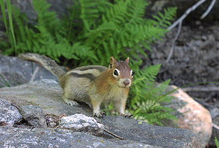brown squirrel on top of gray rock thumbnail