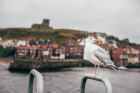 white seagull perched on grey metal bar thumbnail