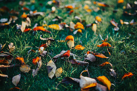 Dog in an autumn garden thumbnail