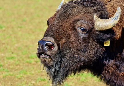closeup of of yak thumbnail
