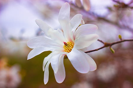 white magnolia flower selective-focus photography thumbnail