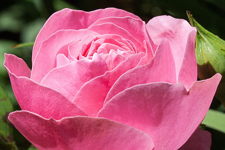 pink rose flower in closeup photography thumbnail