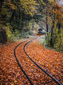 Green Train Surrounded by Trees thumbnail