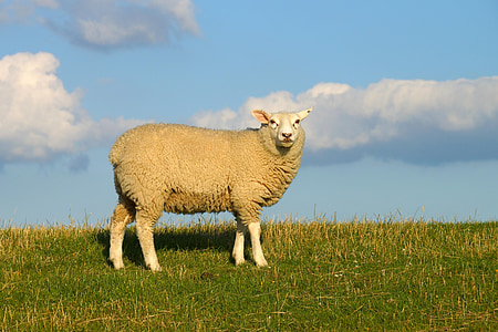 lamb on green grass field thumbnail