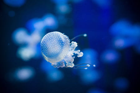 shallow focus photography of white jellyfish thumbnail