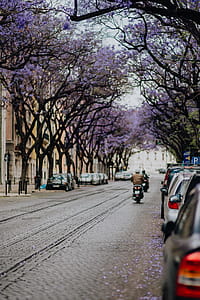 Purple Jacaranda trees. At Avenida Dom Carlos I, Lisbon, Portugal thumbnail