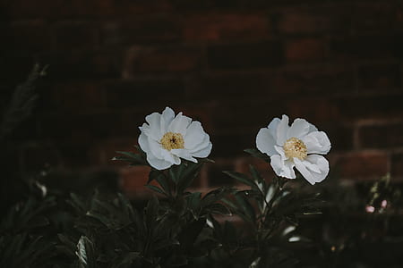 White peonies with blank space thumbnail