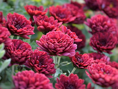 shallow focus photography of red flowers thumbnail