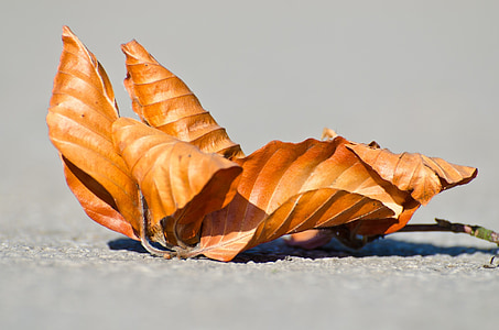 close-up photography of four brown withered leaves thumbnail