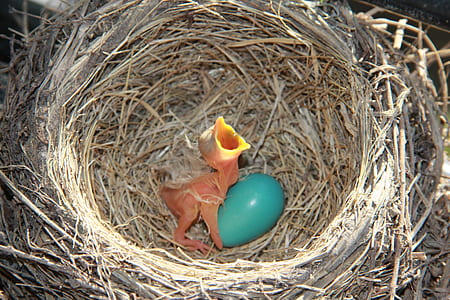 bird chick crying beside green egg on bird's egg thumbnail