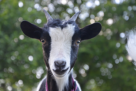 selective focus photography of white and black goat thumbnail