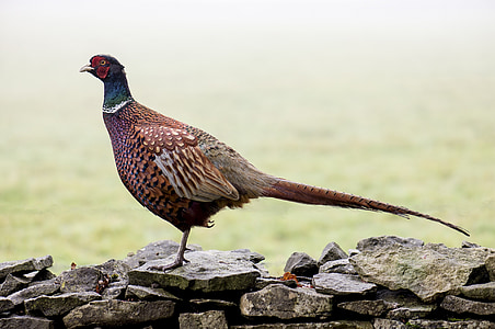 brown and green bird on gray rock thumbnail