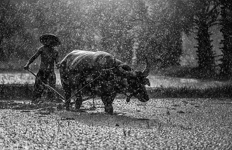 water buffalo in the field during raining thumbnail