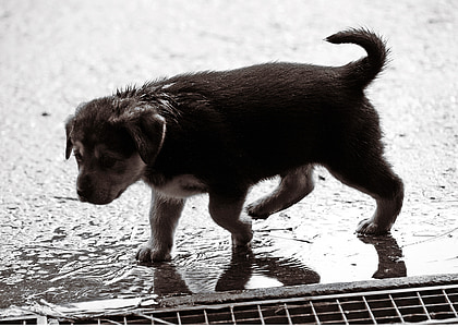 short-coated black and tan puppy walking on concrete pathway thumbnail
