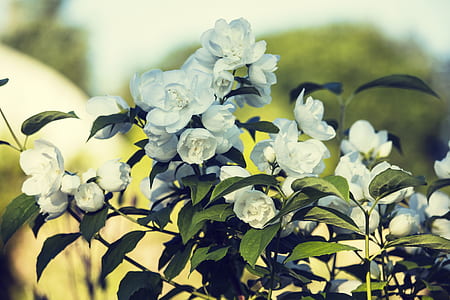 tilt shift focus photography of white petaled flower in bloom thumbnail