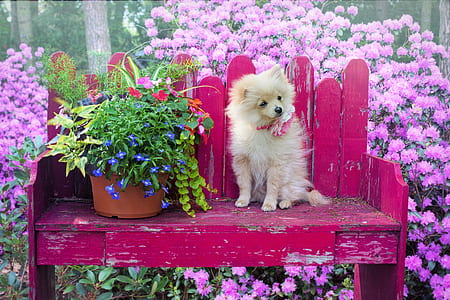 brown and white puppy sitting on bechair thumbnail
