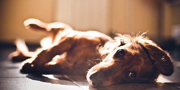 short-coated brown puppy thumbnail