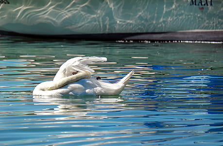 white swan in body of water thumbnail