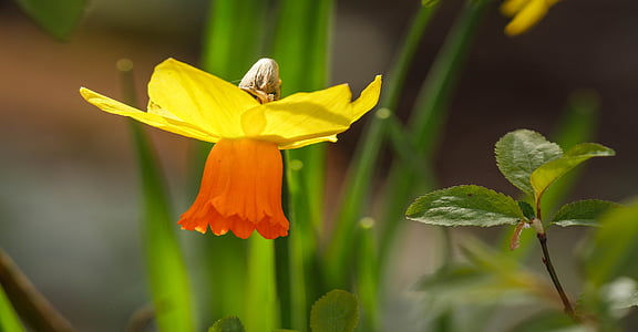 yellow and red daffodil flower in bloom thumbnail