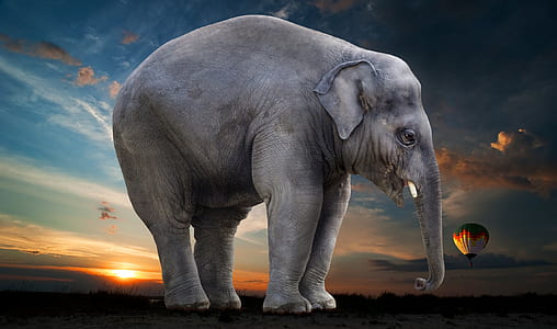 grey elephant stands on green grass field under blue sky thumbnail