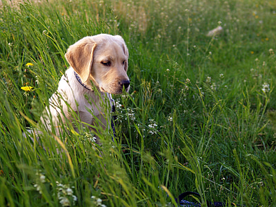 yellow Labrador retriever puppy on grass field thumbnail