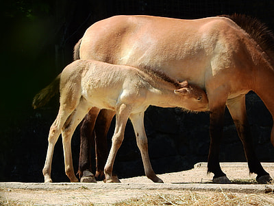 Przewalski'S Horse, Equus Przewalskii thumbnail