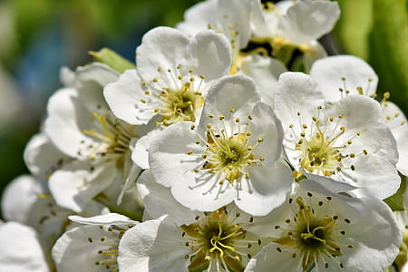 selective focus photography of white petaled flower thumbnail