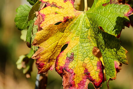 close-up photography of green and yellow leaves thumbnail