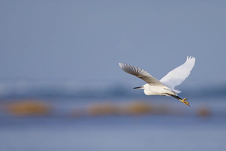 little egret flying under blue sky during daytime thumbnail