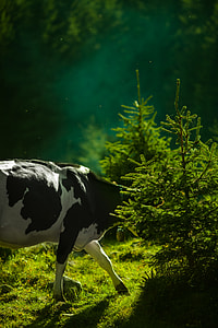 cow walking to plants thumbnail