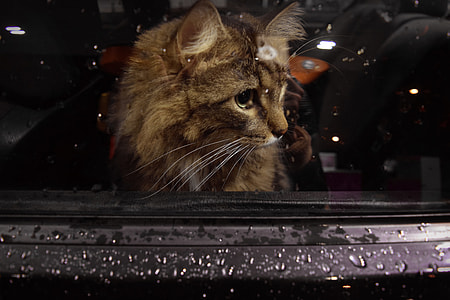 brown cat looking towards right thumbnail