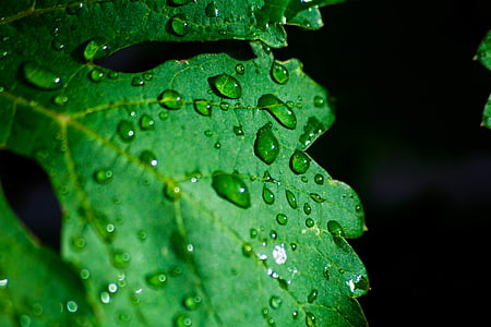 dewdrops on green leaf thumbnail