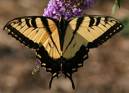 Eastern Tiger Swallowtail,Papilio glaucus Butterfly thumbnail