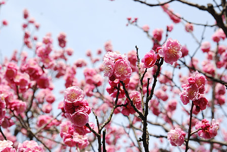 Cherry Blossoms, Cherry Flowers thumbnail