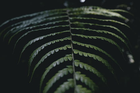 green Boston fern plant thumbnail