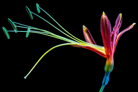 pink and green petaled flower and stigma thumbnail