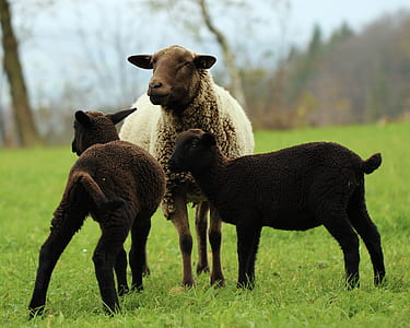 two black and one brown sheep on grass field thumbnail